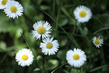 Fototapeta premium white and yellow daisy flowers on green grass, macro aerial photography with - background and room for text, outdoors on a sunny summer day in Poland, Europe