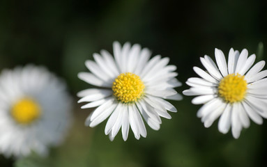 white and yellow daisy flowers on green grass,   macro aerial photography with  - background and room for text, outdoors on a sunny summer day in Poland, Europe