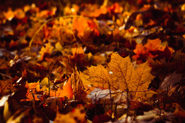 Orange yellow tree leaf forest autumn beauty nature
