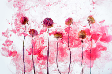 flower water pink red background white inside under paints acrylic smoke streaks autumn flowers