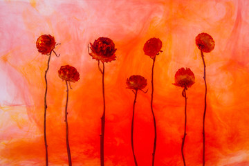 flower water red background white inside under paints acrylic smoke streaks autumn flowers orange aperol