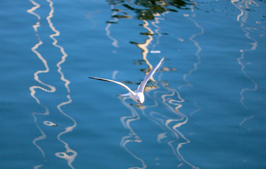 Seagull flying over the sea