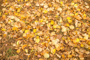 ground covered with yellow leaves