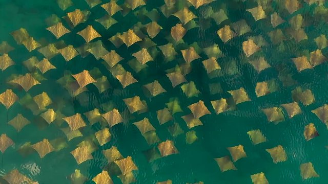 Rays Swimming in Beautiful Water 4k Aerial Drone Slow Motion
