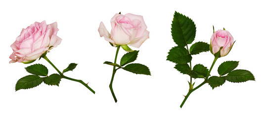 Set of pink rose flower and green leaves
