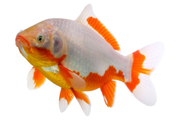 Goldfish known as a comet isolated on white backdrop. 