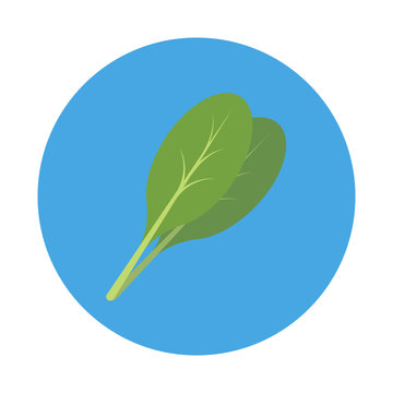 Spinach flat icon isolated on blue background. Simple Spinach symbol in flat style, green vegetable vector illustration for web and mobile design.