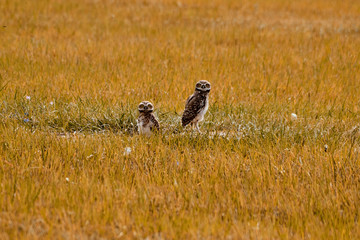 Owls in the field