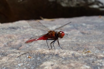 Dragonfly