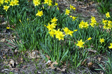 Laurel Ridge Daffodils Northfield Connecticut
