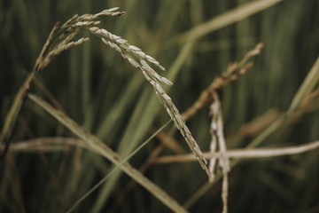 close up image of paddy with blur background. selective focus. visible noise due to high ISO.