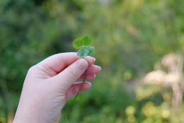 clover in hand