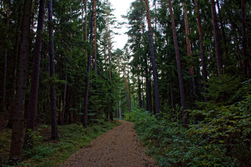 beautiful evening forest