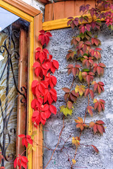 Rustic house exterior with red leaves of virginia creeper as decoration. Autumn countryside...