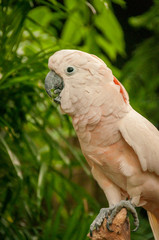 Cockatoo