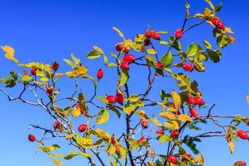 Scenic close up of dogrose berry branch on blue sky background. Autumn nature sunny day background