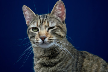 Obraz premium Felinos