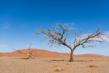 The Various Views of Dune 45 in Namibia