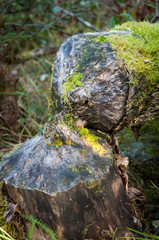 Old tree, felled by beaver with moss