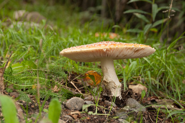 Fall mushroom in Alaska's woods
