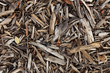 dry branches like slivers lying solid carpet