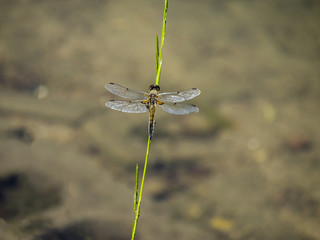 Dragonfly landed green plant on the lake blurry background
