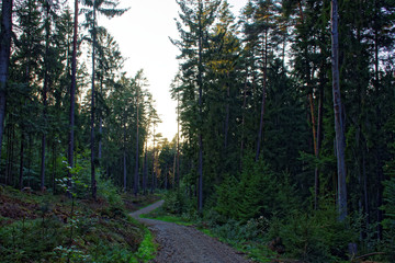 evening road in the autumn forest