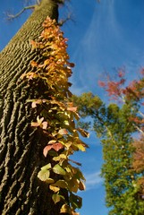 Ivy grows on the side of an ash tree in the fall. 