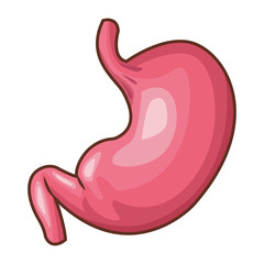Human stomach organ