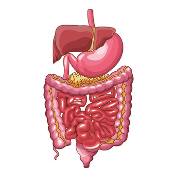 recommend clip art: Human digestive system