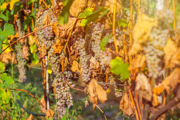 golden ripe grapes of Rkatsiteli in a vineyard before harvest, Kakheti, Georgia