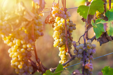 golden ripe grapes of Rkatsiteli in a vineyard before harvest, Kakheti, Georgia