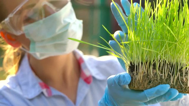 Woman agronomist in goggles and a mask examines a sample of soil and plants