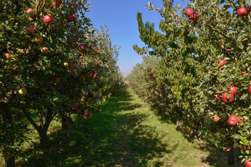 Fototapeta na wymiar Ripe apples ready for harvesting
