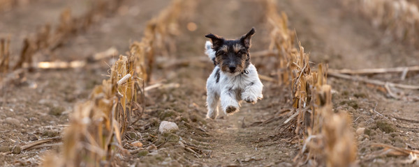 Naklejka na ściany i meble Dog running over harvested corn field in autumn. jack russell terrier 3 years old