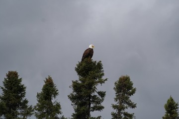 Eagle, river, water, sky, MN, white, storm, bird, nature, wildlife