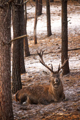Natureza animal