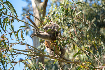 Koala reaching for a branch