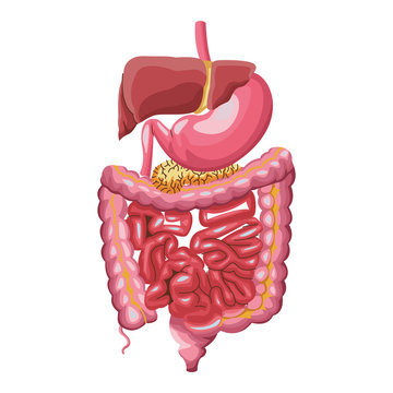 recommend clip art: Human digestive system