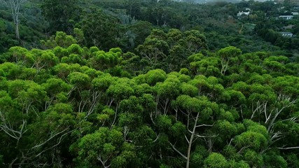 Green trees in the forest 4k