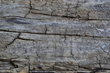 Old tree trunk with cracks