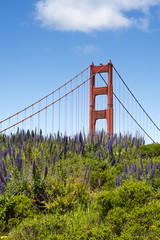 Golden Gate Bridge, San Francisco - red steel structure against bright blue sky with foreground of purple Echium