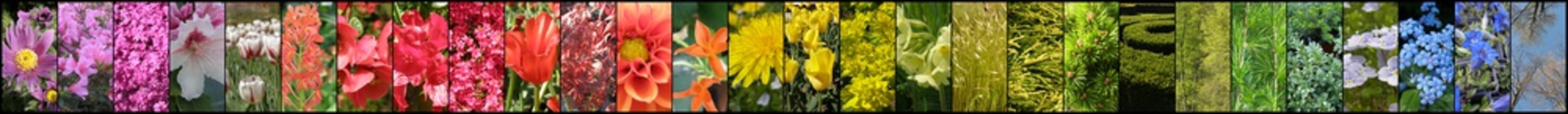 Fototapeta Tęcza z kwiatów