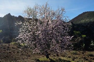 dorando las flores blancas