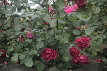 pink and purple roses hedge on a grey stone wall, outdoors on a sunny summer day in Poland, Europe