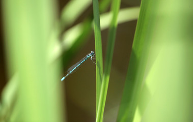 macro nature closeup: blue damselfly sitting on a green grass stem, outdoors on a sunny summer day in Poland, Europe