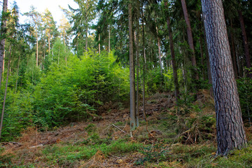 beautiful evening forest