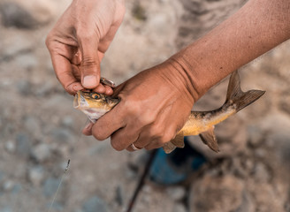Fishing. Fish in the hands close-up. Fish catch. Fisherman.