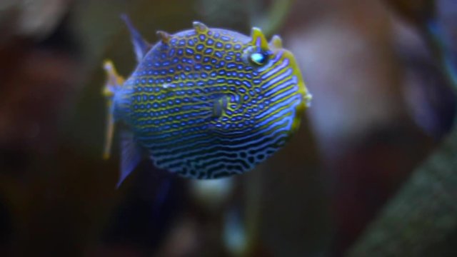 Close up of an Aracana Ornata fish, also known as the ornate cowfish, is a species of boxfish native to southern Australia
