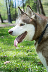Naklejka na ściany i meble Closeup outdoor portrait of a white and brown siberian husky dog